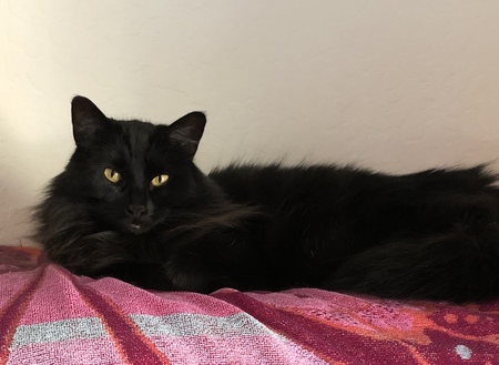 Entry image for Tonks. Clicking this image will show a larger photo