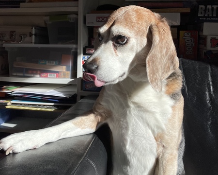 Entry image for Baylor. Clicking this image will show a larger photo