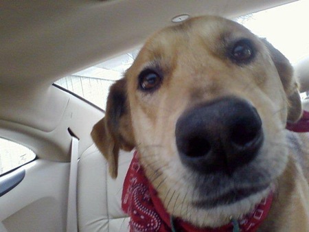 Entry image for Liebchen. Clicking this image will show a larger photo