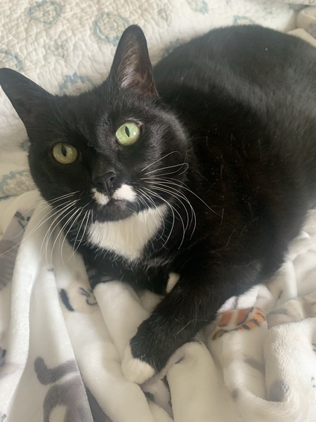 Entry image for Shebalee . Clicking this image will show a larger photo