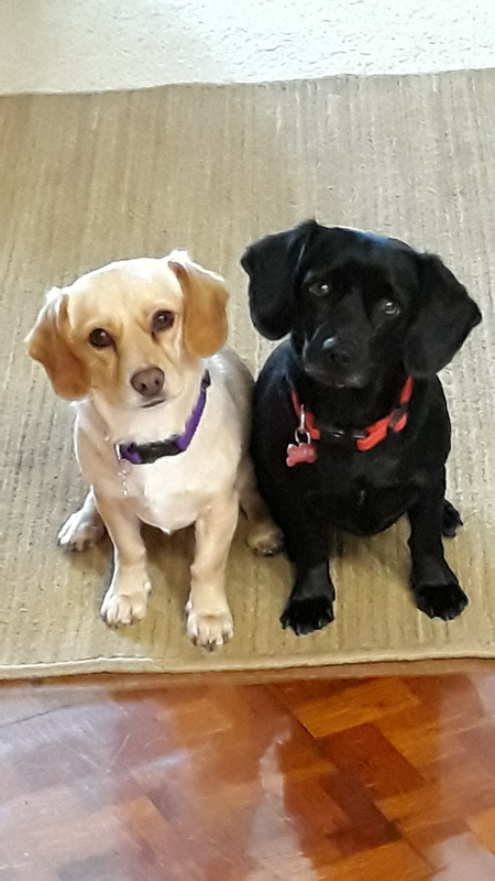 Entry image for Biscuit & Cookie. Clicking this image will show a larger photo