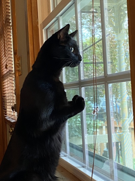 Entry image for Dusty. Clicking this image will show a larger photo