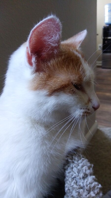 Entry image for Tofu. Clicking this image will show a larger photo