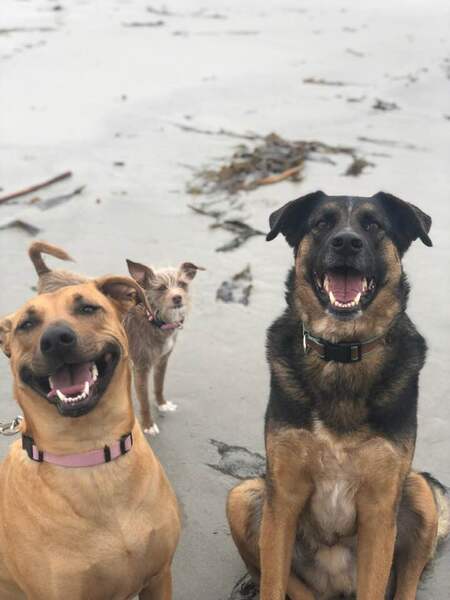 Rey (big brown dog) & Wilfred (German Shepard mix)