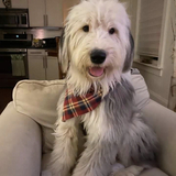 Entry image for Oliver 