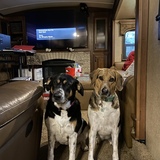Entry image for Gypsy and JLo Walker