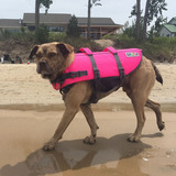 Entry image for Atticus (aka Stubby)