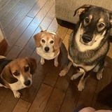 Entry image for Winston, Honey, and Max Hogan