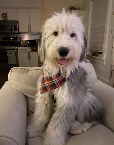 Entry image for Oliver . Clicking this image will show a larger photo