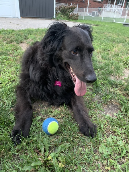 Entry image for Zoey. Clicking this image will show a larger photo