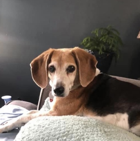 Entry image for Cooper. Clicking this image will show a larger photo