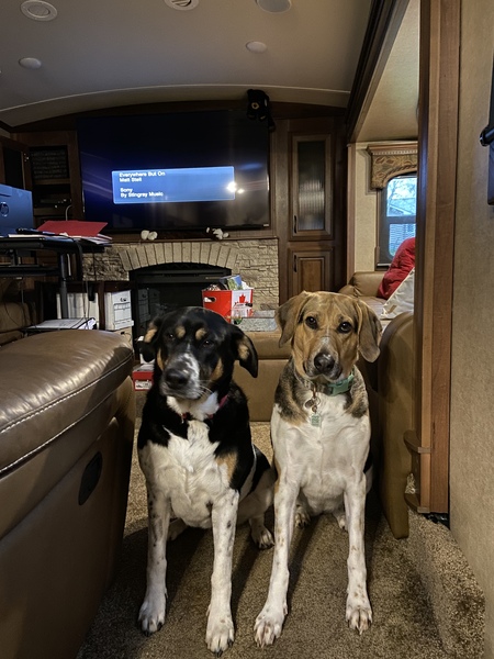 Entry image for Gypsy and JLo Walker. Clicking this image will show a larger photo