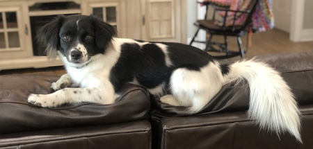 Entry image for Lucy. Clicking this image will show a larger photo