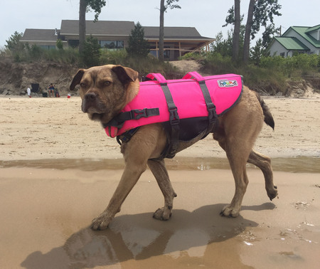 Entry image for Atticus (aka Stubby). Clicking this image will show a larger photo