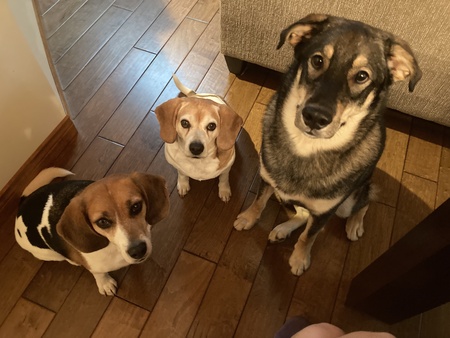 Entry image for Winston, Honey, and Max Hogan. Clicking this image will show a larger photo