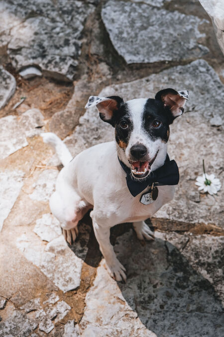 Entry image for Drake. Clicking this image will show a larger photo