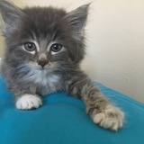 Entry image for Freddie Mercury