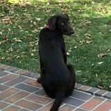 Entry image for Daisy