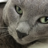 Entry image for Ronan