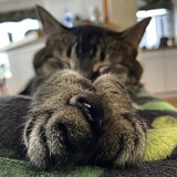 Entry image for Chewie