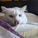 Entry image for Apollo