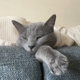 Entry image for Lady