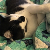 Entry image for BB (Blackbeard)