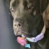 Entry image for Denali