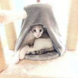 Entry image for Lily 