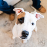 Entry image for Harley