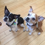 Entry image for Porkchop & Eugene