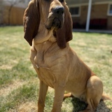 Entry image for Marla Hooch