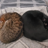 Entry image for Kiki, Vader