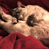 Entry image for Gracie