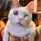 Entry image for Oliver