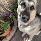 Entry image for Teddy