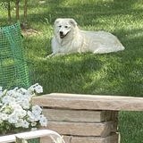 Entry image for Annie 