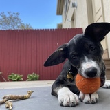 Entry image for Mavis