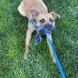 Entry image for Phoebe