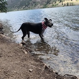 Entry image for Dakota Blue 