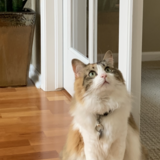 Entry image for Lucy