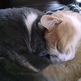 Entry image for Tucker and Rio