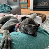 Entry image for Rose 