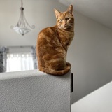 Entry image for Jaspurr Bartholomew Clawhauser