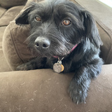 Entry image for Stella