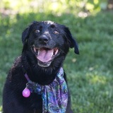 Entry image for Lucy