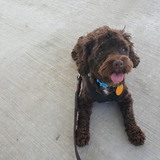 Entry image for Lily