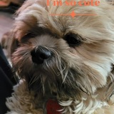 Entry image for Yoda