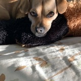 Entry image for Lola