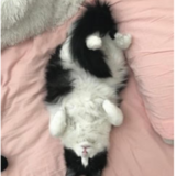 Entry image for Rudy